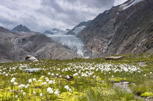 Gurglferner auf alp-apart.tirol